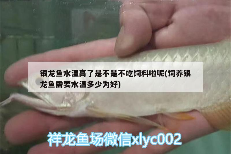 銀龍魚水溫高了是不是不吃飼料啦呢(飼養(yǎng)銀龍魚需要水溫多少為好)