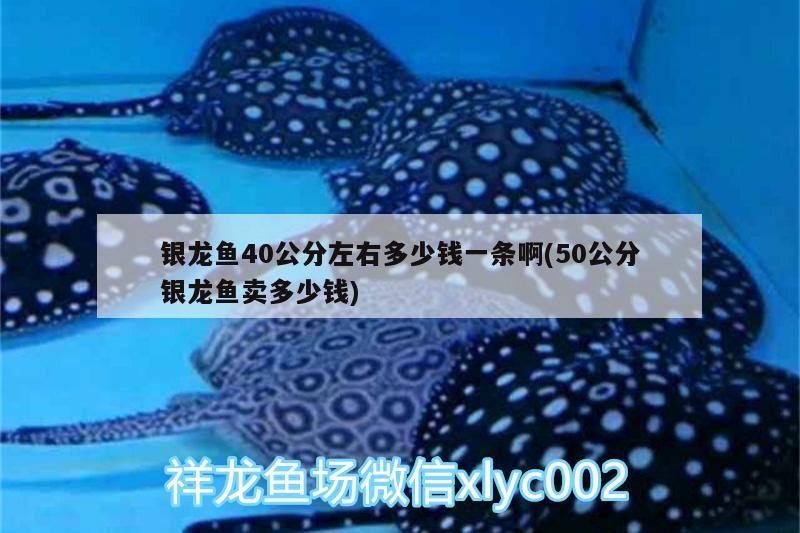 銀龍魚40公分左右多少錢一條啊(50公分銀龍魚賣多少錢) 銀龍魚