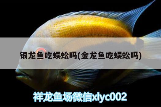 銀龍魚吃蜈蚣嗎(金龍魚吃蜈蚣嗎) 銀龍魚