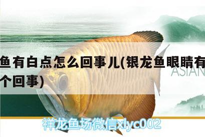 銀龍魚有白點怎么回事兒(銀龍魚眼睛有白點怎么個回事) 銀龍魚