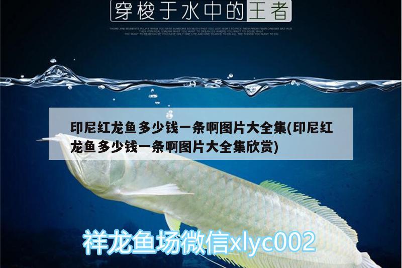 印尼紅龍魚(yú)多少錢一條啊圖片大全集(印尼紅龍魚(yú)多少錢一條啊圖片大全集欣賞) 紅龍魚(yú)百科