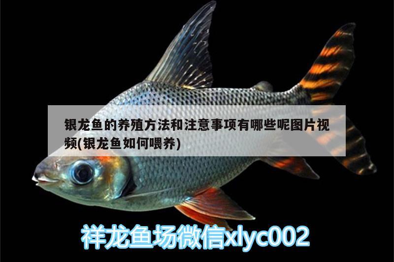 銀龍魚的養(yǎng)殖方法和注意事項有哪些呢圖片視頻(銀龍魚如何喂養(yǎng))