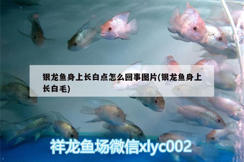 銀龍魚身上長白點(diǎn)怎么回事圖片(銀龍魚身上長白毛)