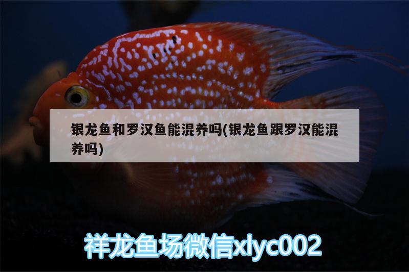 銀龍魚和羅漢魚能混養(yǎng)嗎(銀龍魚跟羅漢能混養(yǎng)嗎) 羅漢魚