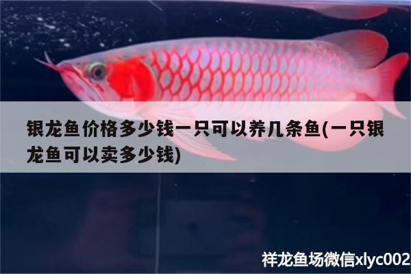 銀龍魚(yú)價(jià)格多少錢一只可以養(yǎng)幾條魚(yú)(一只銀龍魚(yú)可以賣多少錢) 銀龍魚(yú)百科