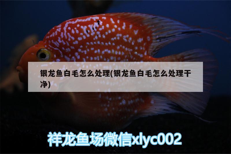 銀龍魚(yú)白毛怎么處理(銀龍魚(yú)白毛怎么處理干凈)