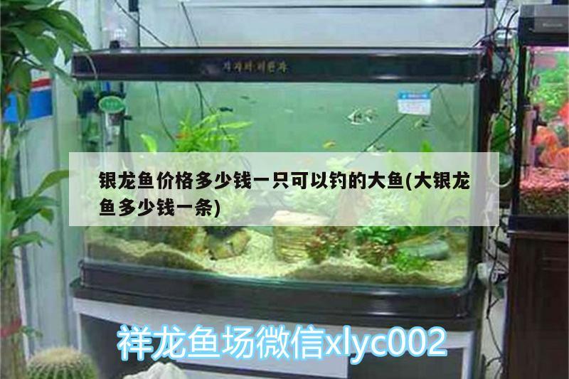 銀龍魚價(jià)格多少錢一只可以釣的大魚(大銀龍魚多少錢一條) 垂釣樂園