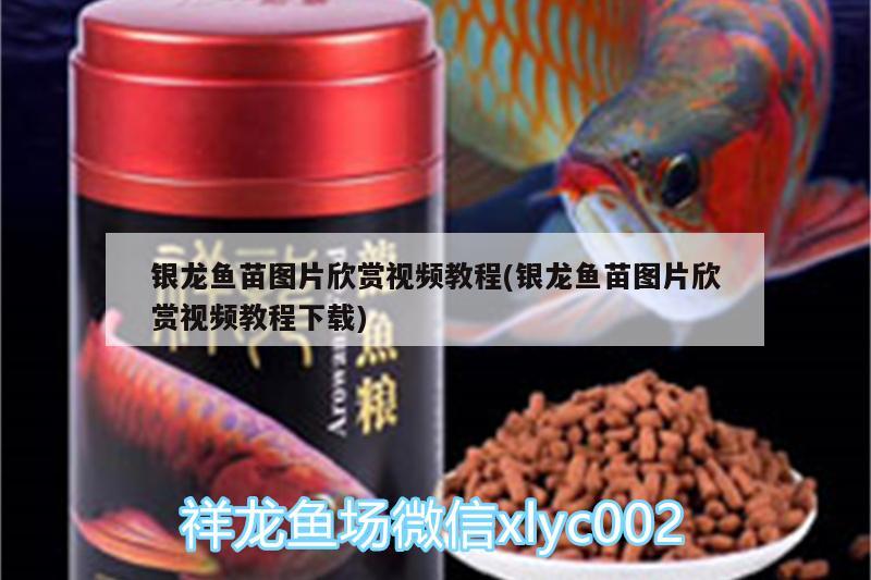 銀龍魚苗圖片欣賞視頻教程(銀龍魚苗圖片欣賞視頻教程下載)