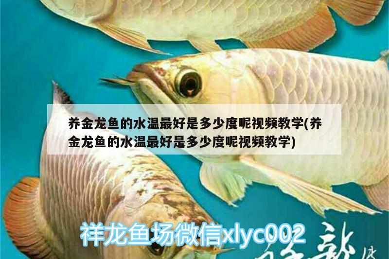 養(yǎng)金龍魚的水溫最好是多少度呢視頻教學(xué)(養(yǎng)金龍魚的水溫最好是多少度呢視頻教學(xué)) 藍(lán)底過(guò)背金龍魚