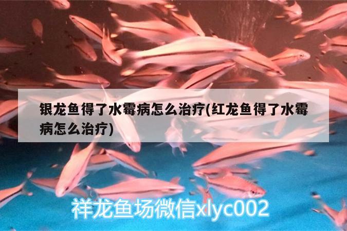 銀龍魚(yú)得了水霉病怎么治療(紅龍魚(yú)得了水霉病怎么治療) 銀龍魚(yú)