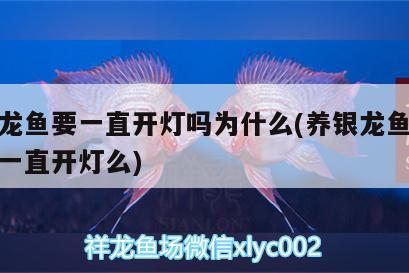 養(yǎng)銀龍魚要一直開燈嗎為什么(養(yǎng)銀龍魚白天需要一直開燈么)