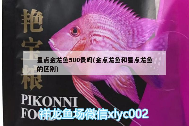 星點(diǎn)金龍魚500貴嗎(金點(diǎn)龍魚和星點(diǎn)龍魚的區(qū)別) 星點(diǎn)金龍魚