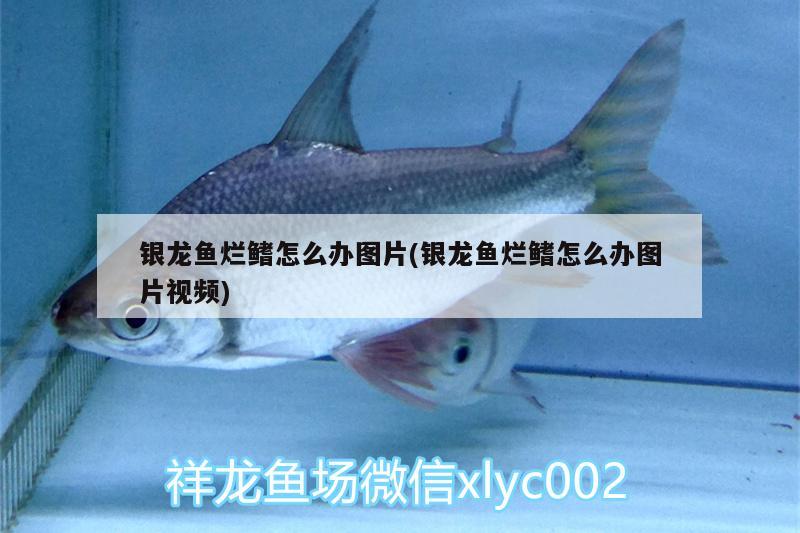 銀龍魚爛鰭怎么辦圖片(銀龍魚爛鰭怎么辦圖片視頻) 銀龍魚