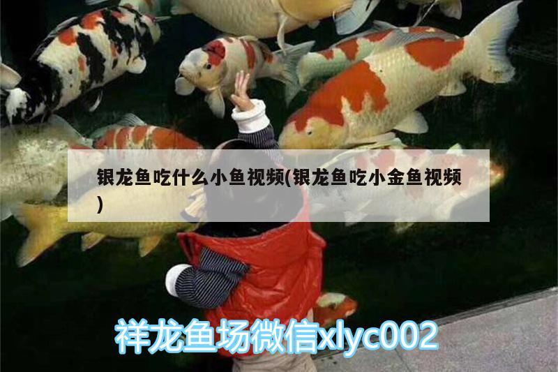 銀龍魚吃什么小魚視頻(銀龍魚吃小金魚視頻) 銀龍魚