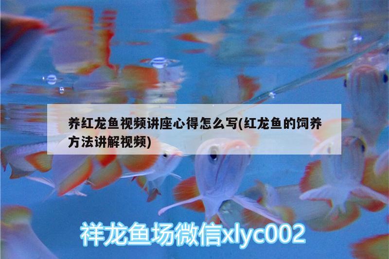 養(yǎng)紅龍魚視頻講座心得怎么寫(紅龍魚的飼養(yǎng)方法講解視頻) 廣州水族器材濾材批發(fā)市場(chǎng)