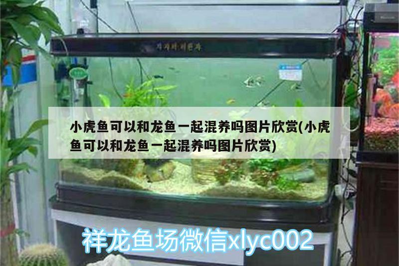 小虎魚可以和龍魚一起混養(yǎng)嗎圖片欣賞(小虎魚可以和龍魚一起混養(yǎng)嗎圖片欣賞)