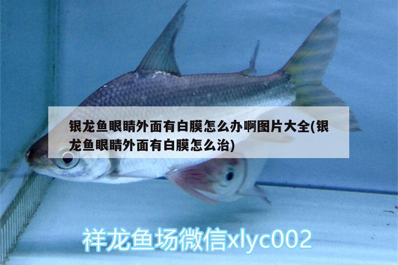 銀龍魚眼睛外面有白膜怎么辦啊圖片大全(銀龍魚眼睛外面有白膜怎么治) 銀龍魚百科