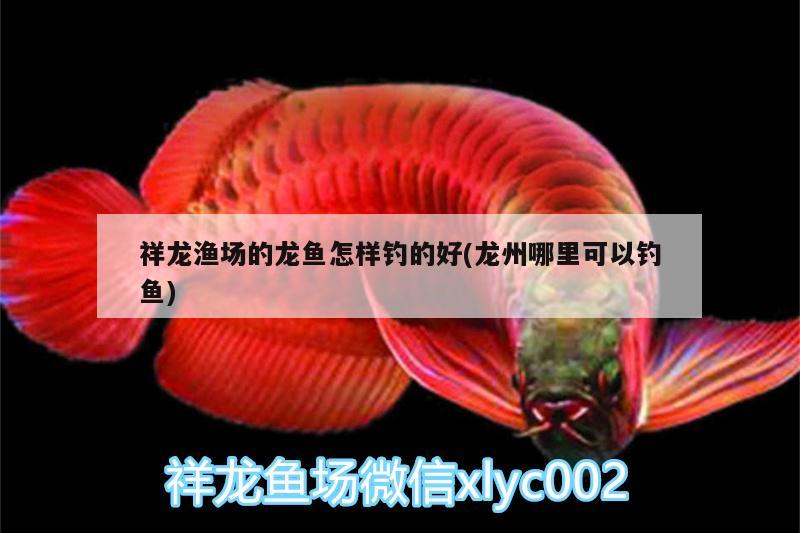 祥龍漁場(chǎng)的龍魚(yú)怎樣釣的好(龍州哪里可以釣魚(yú)) 垂釣樂(lè)園