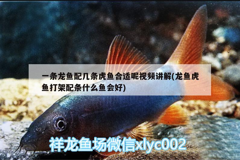 一條龍魚配幾條虎魚合適呢視頻講解(龍魚虎魚打架配條什么魚會(huì)好) 虎魚百科