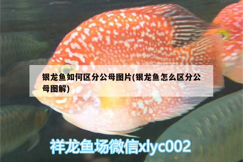 銀龍魚如何區(qū)分公母圖片(銀龍魚怎么區(qū)分公母圖解)