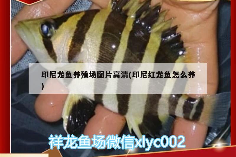 印尼龍魚養(yǎng)殖場圖片高清(印尼紅龍魚怎么養(yǎng)) 印尼紅龍魚