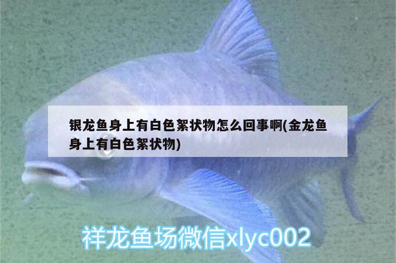 銀龍魚身上有白色絮狀物怎么回事啊(金龍魚身上有白色絮狀物)