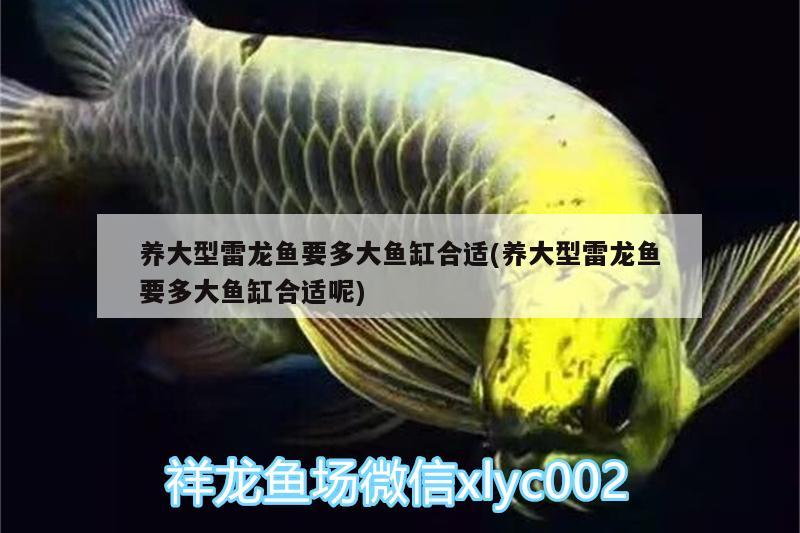 養(yǎng)大型雷龍魚要多大魚缸合適(養(yǎng)大型雷龍魚要多大魚缸合適呢)