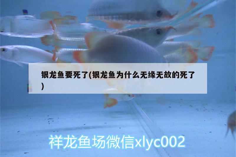 銀龍魚要死了(銀龍魚為什么無(wú)緣無(wú)故的死了)