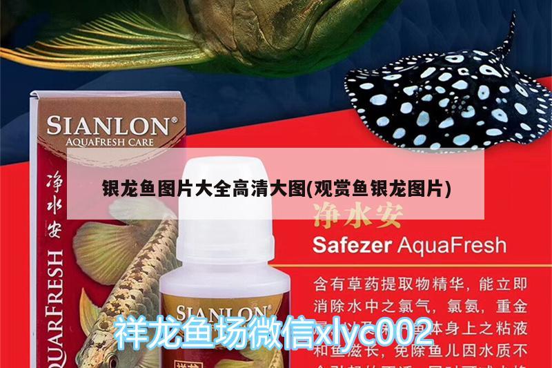 銀龍魚圖片大全高清大圖(觀賞魚銀龍圖片) 銀龍魚 第2張