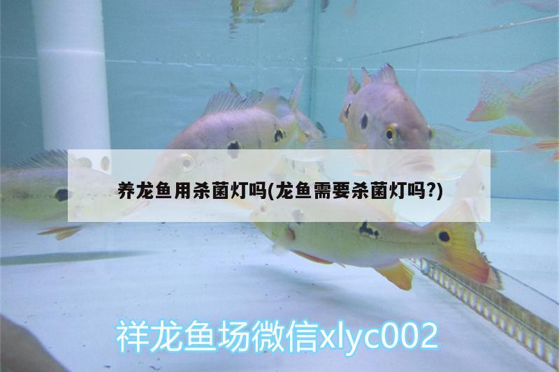 養(yǎng)龍魚用殺菌燈嗎(龍魚需要殺菌燈嗎?)