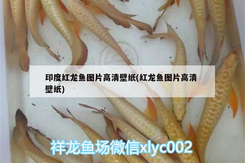 印度紅龍魚圖片高清壁紙(紅龍魚圖片高清壁紙) 斑馬鴨嘴魚