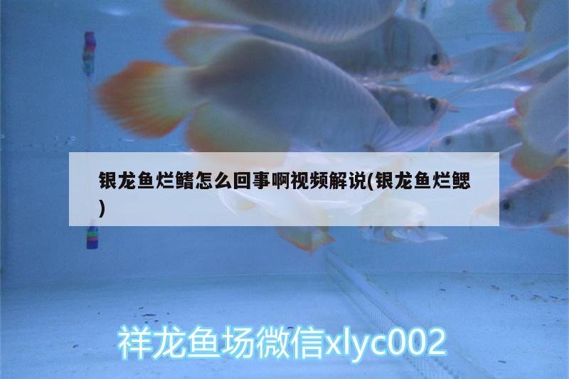 銀龍魚爛鰭怎么回事啊視頻解說(銀龍魚爛鰓) 銀龍魚