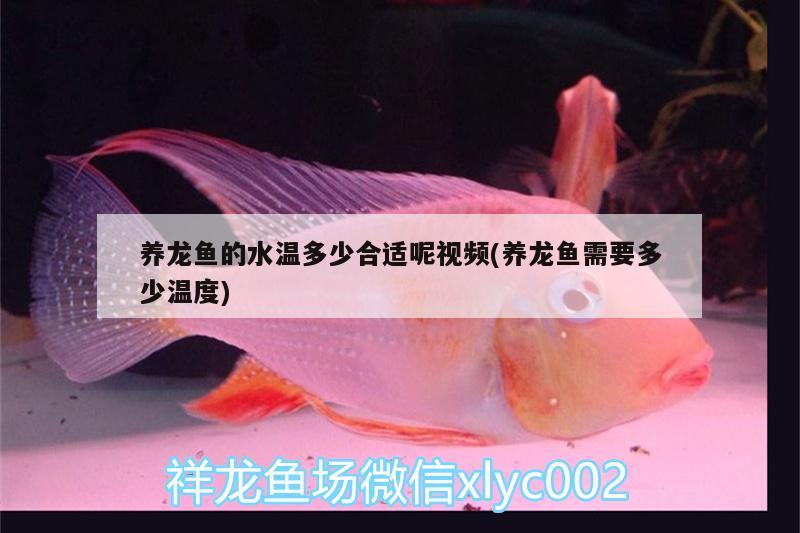 養(yǎng)龍魚的水溫多少合適呢視頻(養(yǎng)龍魚需要多少溫度)