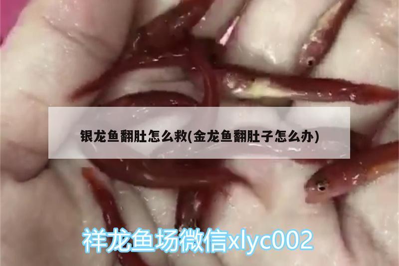 銀龍魚翻肚怎么救(金龍魚翻肚子怎么辦)