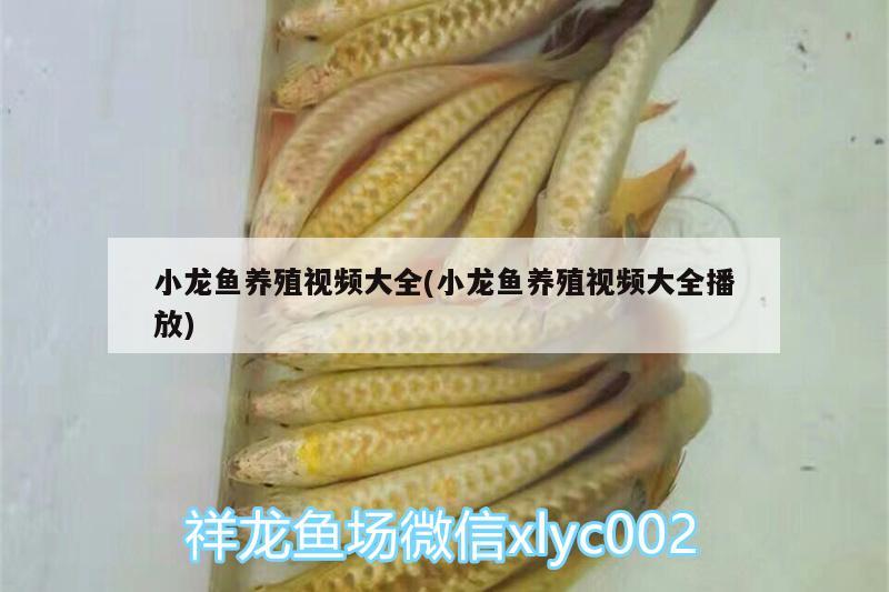 小龍魚養(yǎng)殖視頻大全(小龍魚養(yǎng)殖視頻大全播放) 照明器材