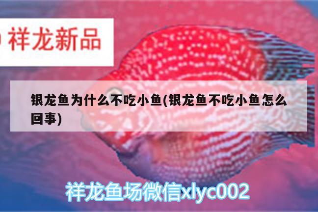 銀龍魚為什么不吃小魚(銀龍魚不吃小魚怎么回事) 銀龍魚百科