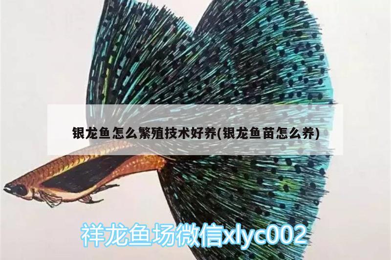 銀龍魚怎么繁殖技術(shù)好養(yǎng)(銀龍魚苗怎么養(yǎng))