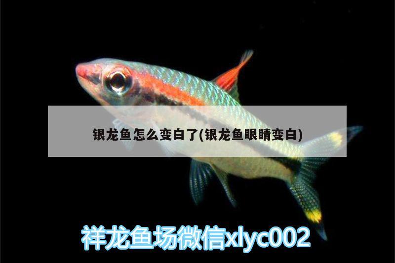 銀龍魚怎么變白了(銀龍魚眼睛變白) 銀龍魚