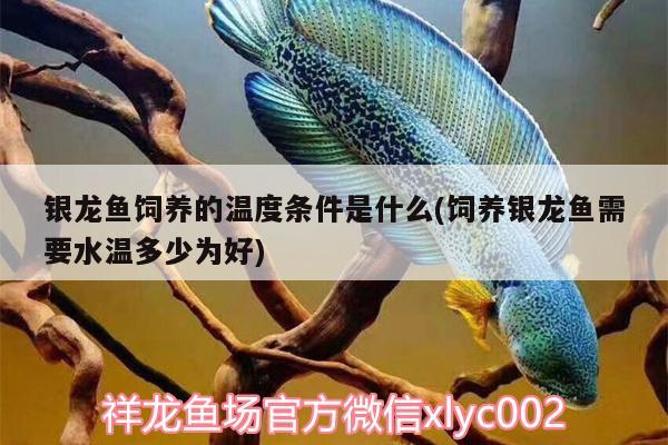 銀龍魚飼養(yǎng)的溫度條件是什么(飼養(yǎng)銀龍魚需要水溫多少為好) 銀龍魚百科