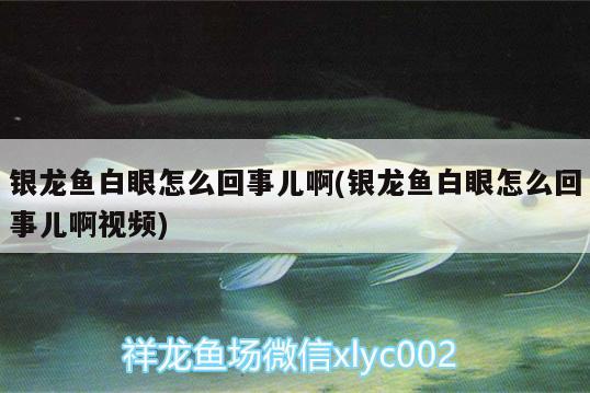 銀龍魚白眼怎么回事兒啊(銀龍魚白眼怎么回事兒啊視頻) 銀龍魚百科