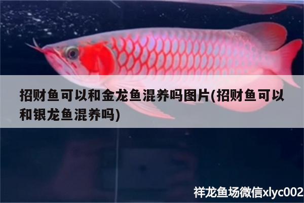 招財(cái)魚可以和金龍魚混養(yǎng)嗎圖片(招財(cái)魚可以和銀龍魚混養(yǎng)嗎)