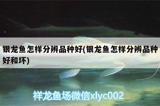 銀龍魚(yú)怎樣分辨品種好(銀龍魚(yú)怎樣分辨品種好和壞)