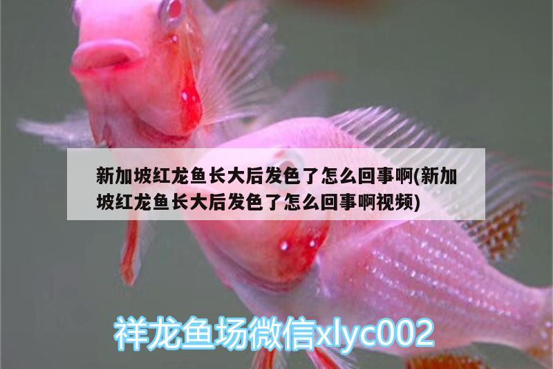 新加坡紅龍魚長大后發(fā)色了怎么回事啊(新加坡紅龍魚長大后發(fā)色了怎么回事啊視頻)