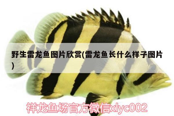 野生雷龍魚(yú)圖片欣賞(雷龍魚(yú)長(zhǎng)什么樣子圖片) 紅頭利魚(yú)