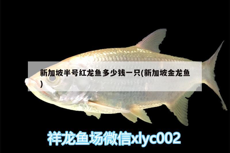 新加坡半號紅龍魚多少錢一只(新加坡金龍魚)