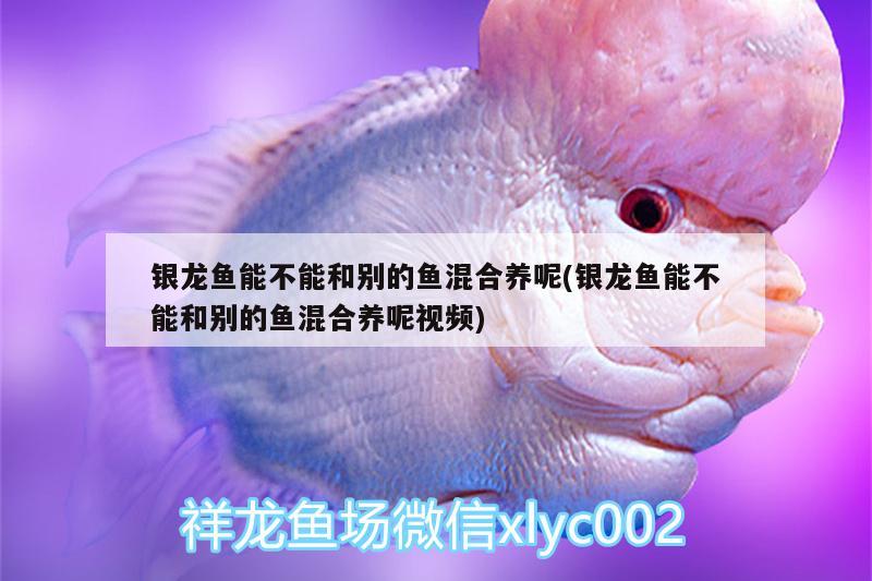 銀龍魚能不能和別的魚混合養(yǎng)呢(銀龍魚能不能和別的魚混合養(yǎng)呢視頻)