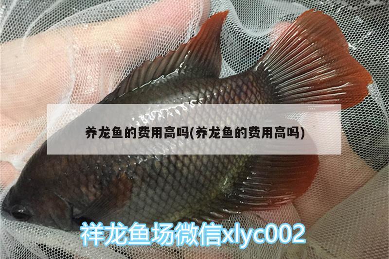 養(yǎng)龍魚的費(fèi)用高嗎(養(yǎng)龍魚的費(fèi)用高嗎)