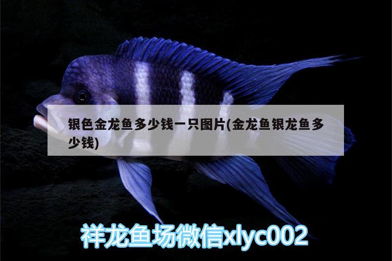 銀色金龍魚多少錢一只圖片(金龍魚銀龍魚多少錢) 銀龍魚百科