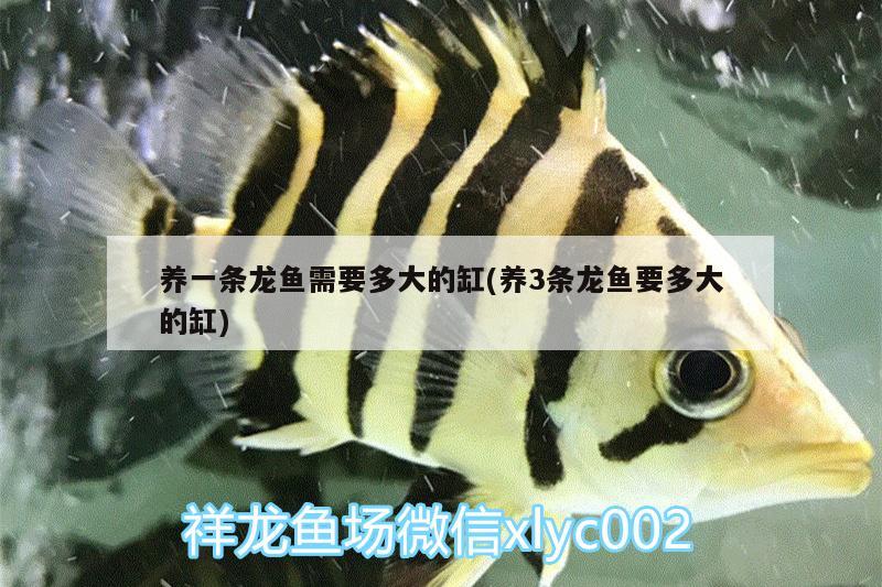 養(yǎng)一條龍魚需要多大的缸(養(yǎng)3條龍魚要多大的缸)