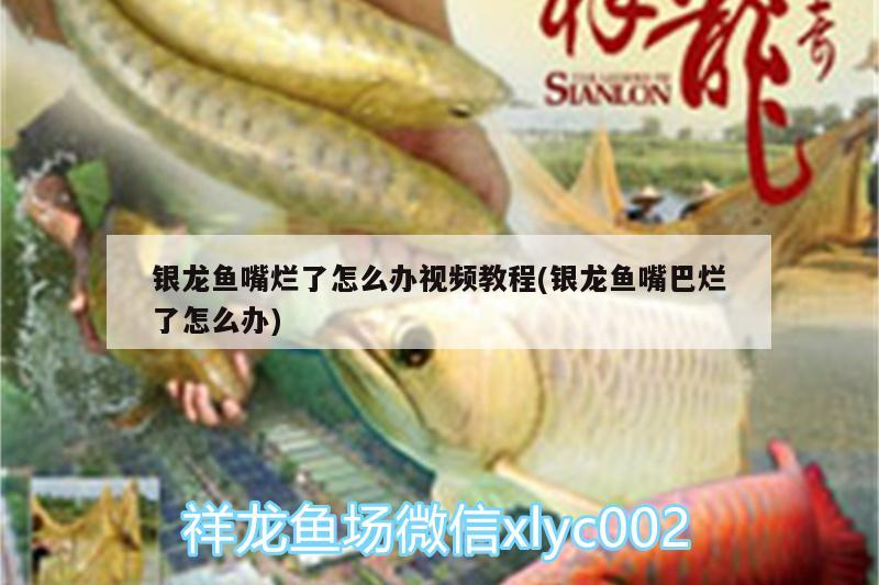 銀龍魚(yú)嘴爛了怎么辦視頻教程(銀龍魚(yú)嘴巴爛了怎么辦) 銀龍魚(yú)百科